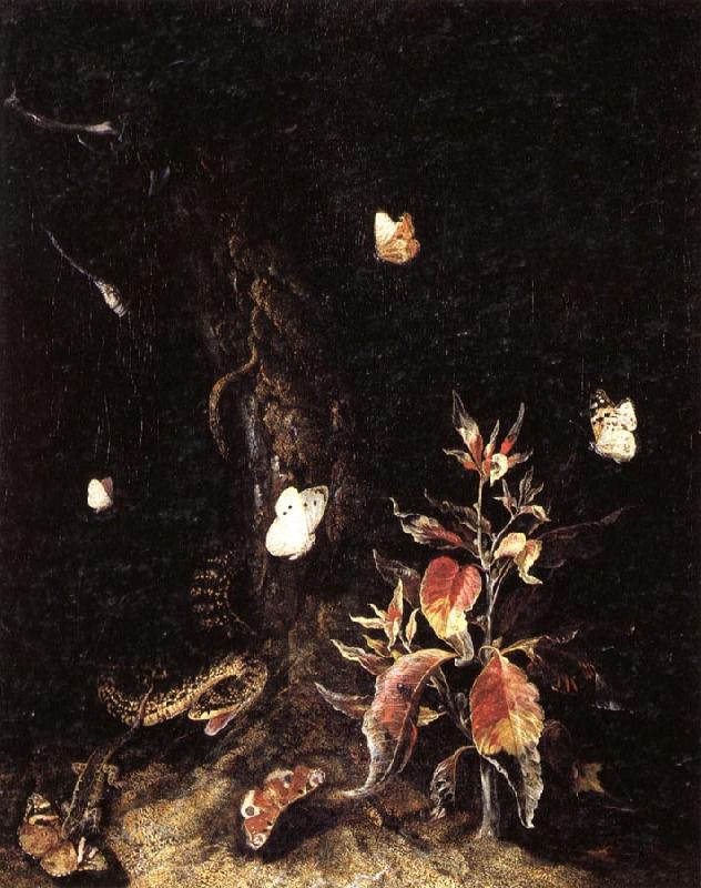 SCHRIECK, Otto Marseus van Reptiles,Butterflies,and Plants at the Base of a Tree Spain oil painting art